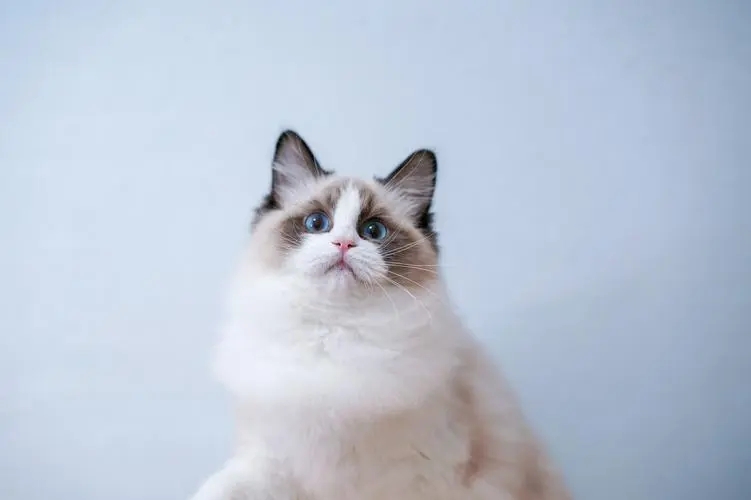 养猫咪养什么品种的猫咪比较好,什么品种的猫咪最好养最温顺的