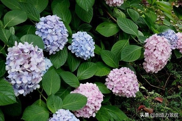 绣球花怎么浇水施肥,绣球花冬季怎么浇水最正确