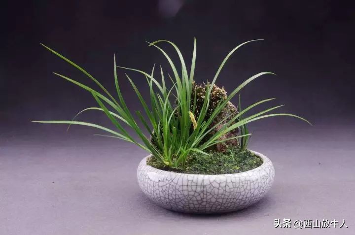 胡烟：夜访菖蒲君‖散文