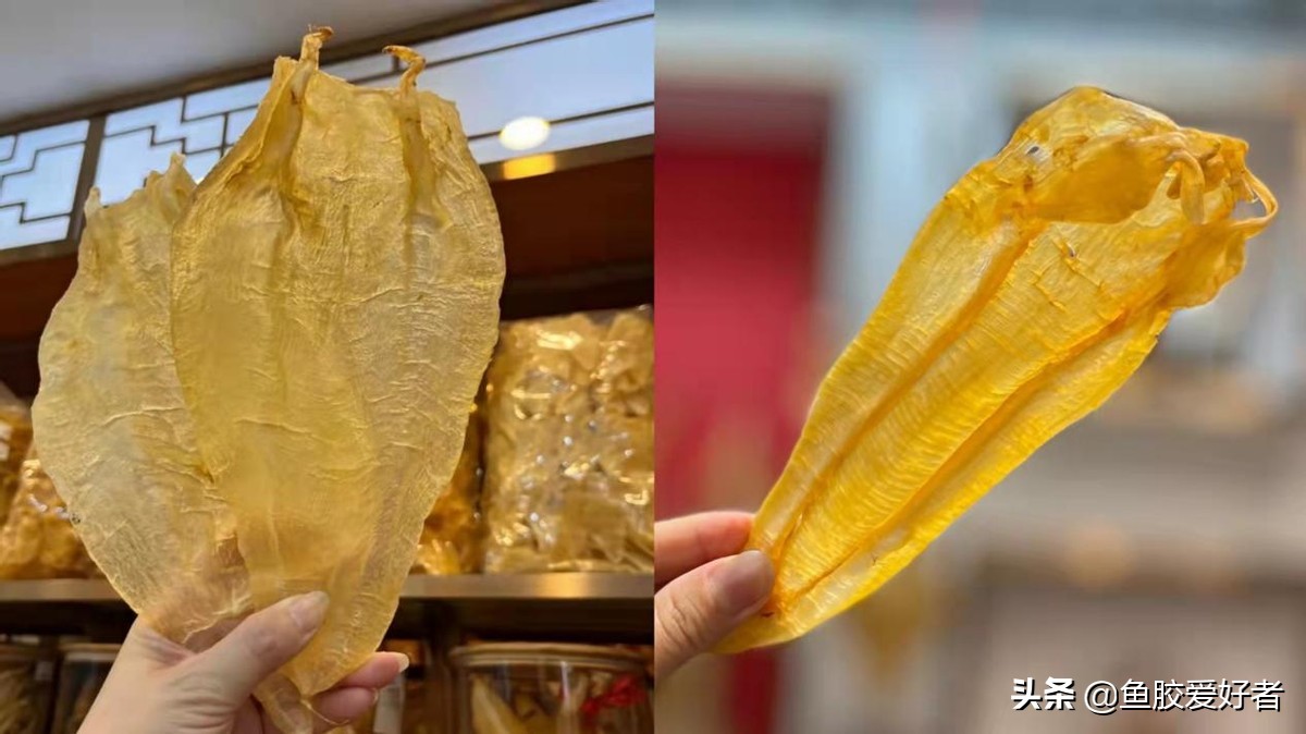 带你了解更多的鱼胶知识,了解鱼胶知识的欢迎进来