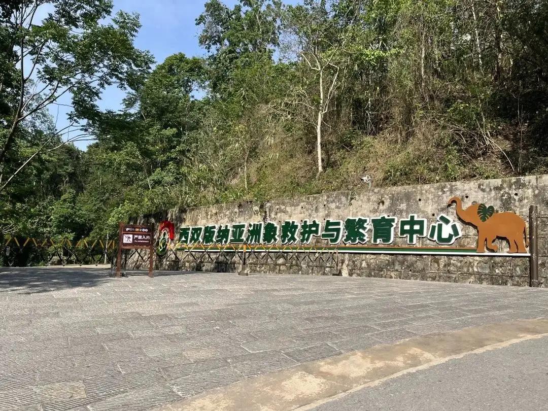 大象被铁链拴住,野象谷用针扎大象