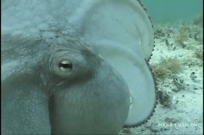 章鱼是外星生物吗,章鱼是外星生物吗完整解说