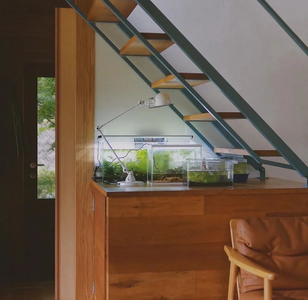 鏃ユ湰涓夎儙,鏃ユ湰涓夎儙瀹跺涵