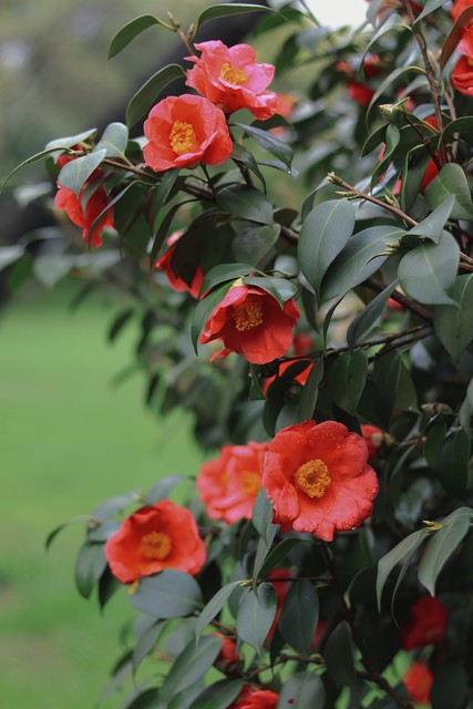 高雅有诗意的山茶花名字,山茶花之美的古诗词