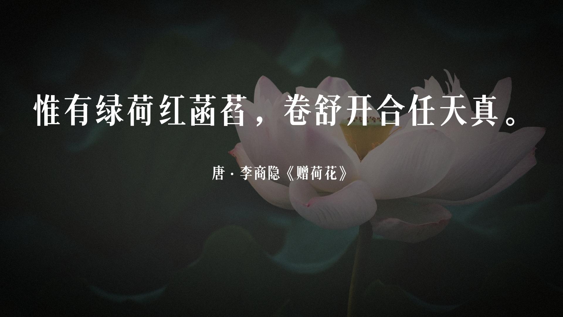 荷风送香气竹露滴清响是写荷花吗,古诗词经典唯美名句关于荷花的