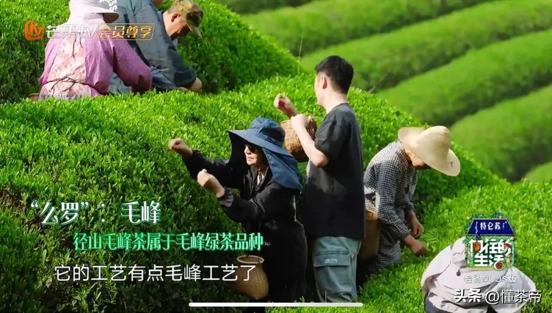 向往的生活柴米油盐,向往的生活推荐的茶