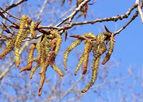 春天十种最美的花名字,花名带冬的有什么花