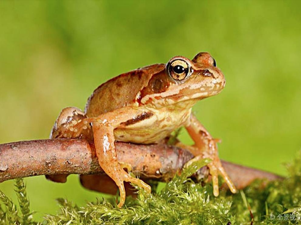 插队时的记忆：五十多年前三道湾抓蛤蟆