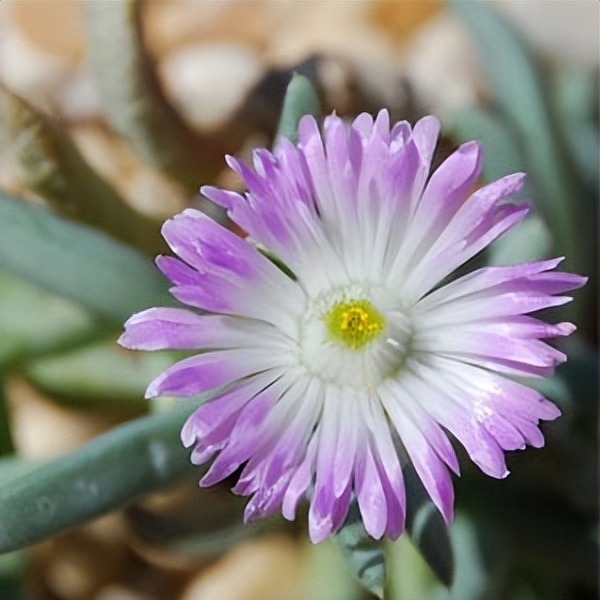 102个大类近500个多肉植物图片，都极其美丽，建议在家中也养一盆