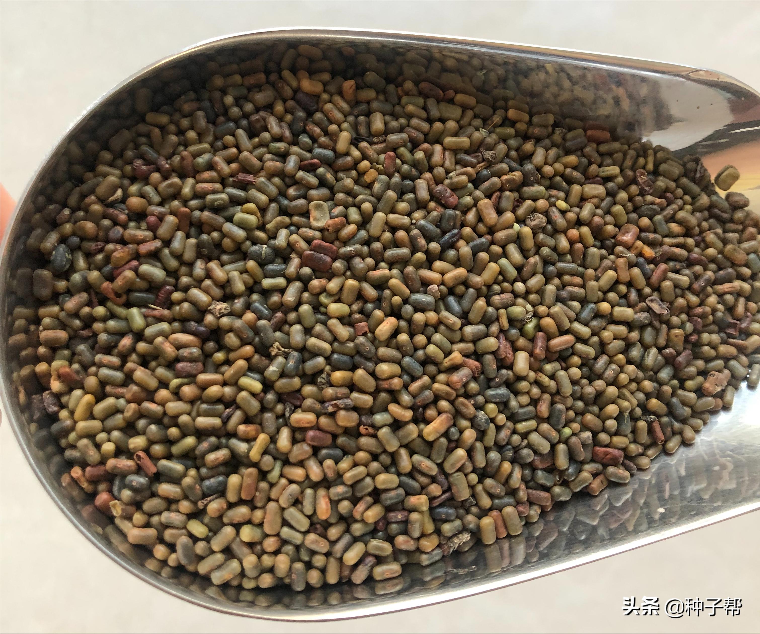 田菁绿肥作用,田菁盐碱地