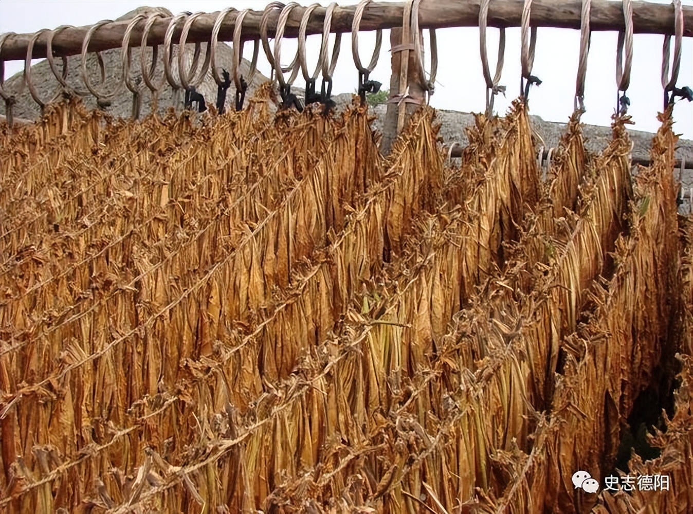 17世纪*草烟**被引进英国后不久,便成为贵族青睐的消费品