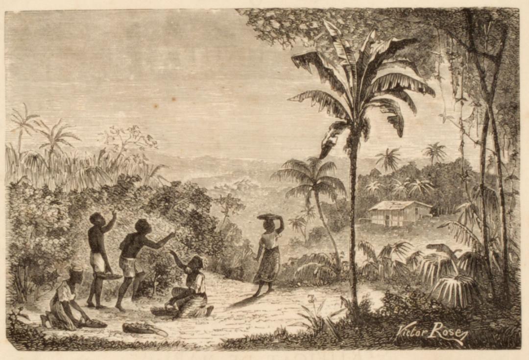 品种｜朝见波旁王朝