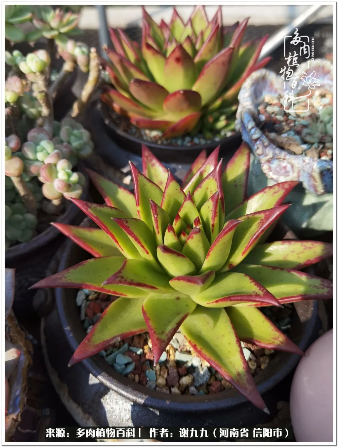 与多肉植物在一起的感怀,与多肉同行