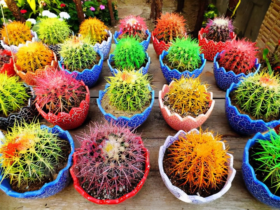 什么样的花好养又耐活,哪些花坑人