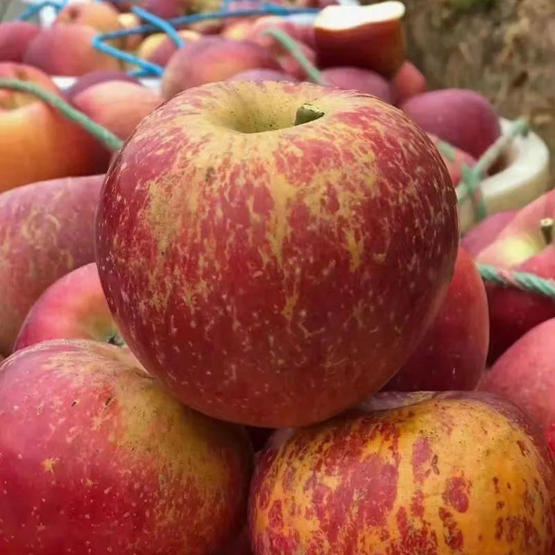 中国最好吃的六大苹果排名,全国最好吃的苹果产自哪里