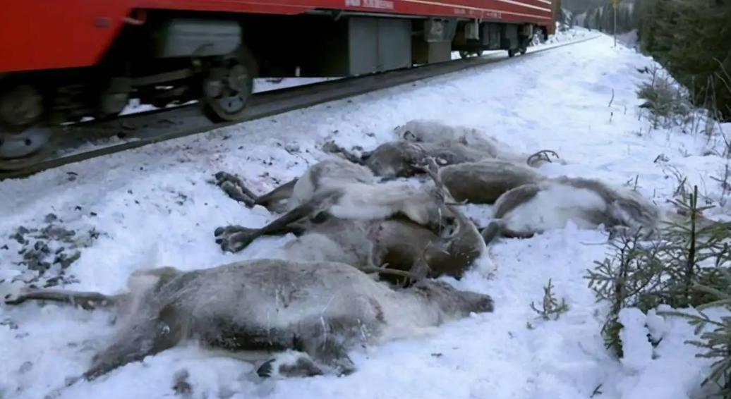 关于史前病毒的研究,史前巨型病毒是真的吗