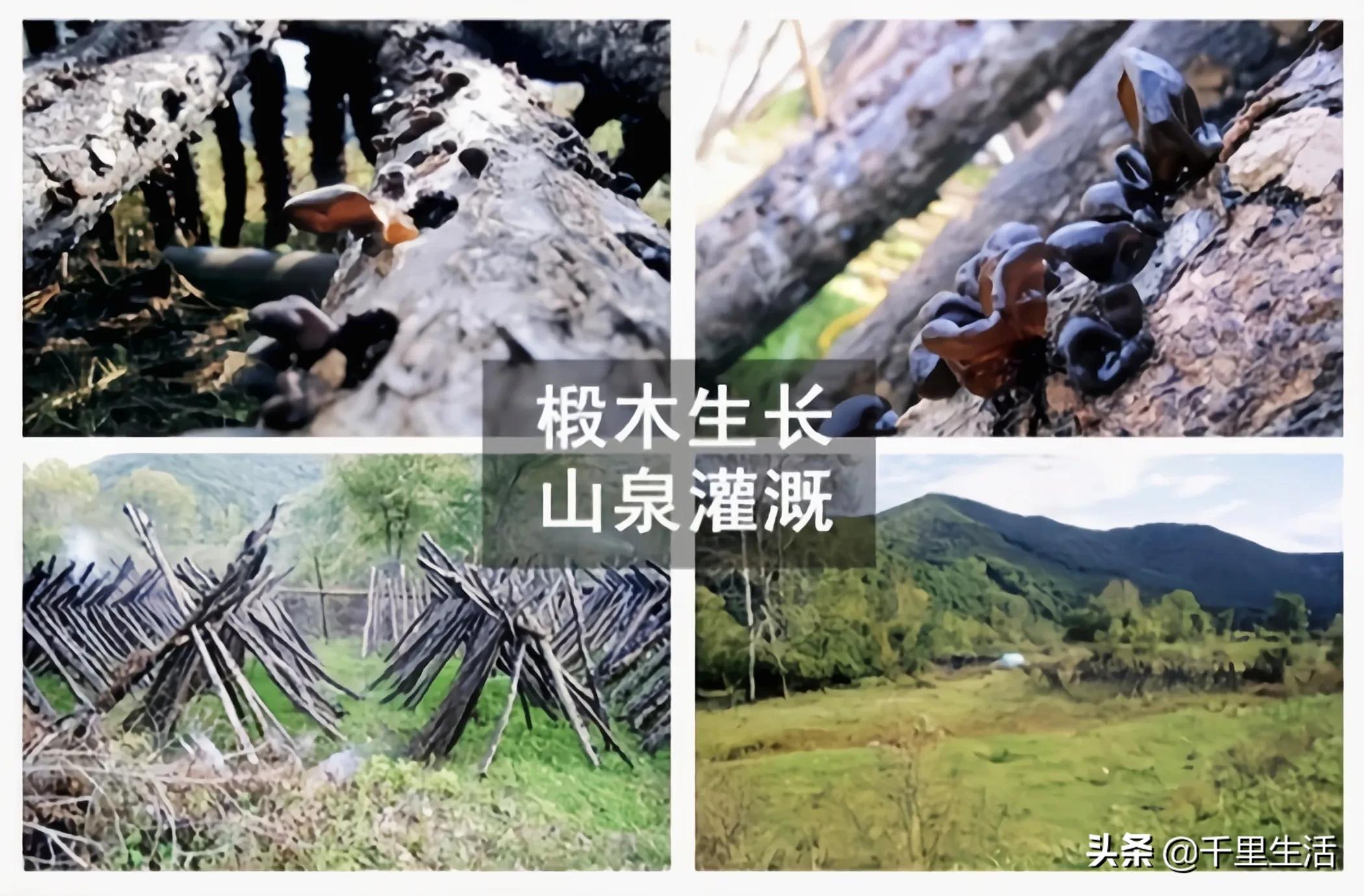 “素中之荤、素珍之王”，东北黑木耳，隔三差五吃一顿，脆嫩好吃