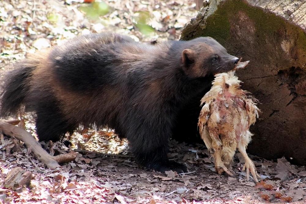 狼群偷袭棕熊的视频,狼群捕杀棕熊