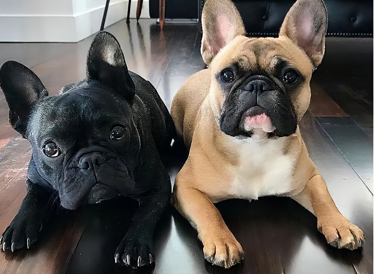 哪种狗狗最温顺最聪明好养不掉毛,好养的7种狗狗颜值高性格好