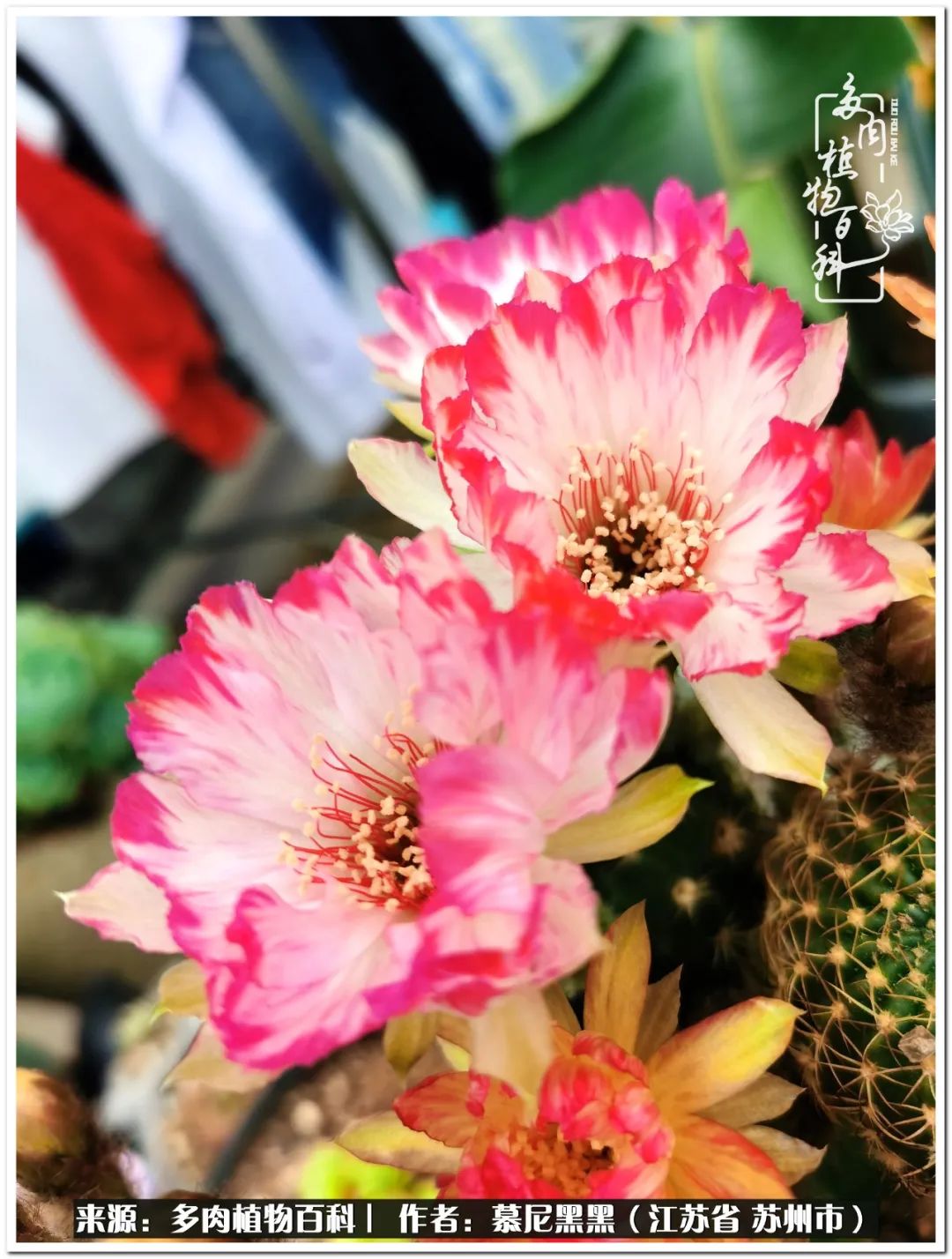 生活需要三分甜,生活需要一半禅意一半烟火