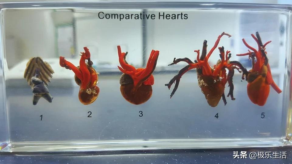 罕见的28张图片看了让人大开眼界,令人大开眼界的二十张图