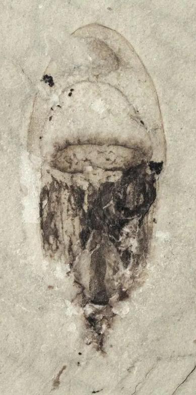 山东三叶虫化石真假,三叶虫远古生物图片