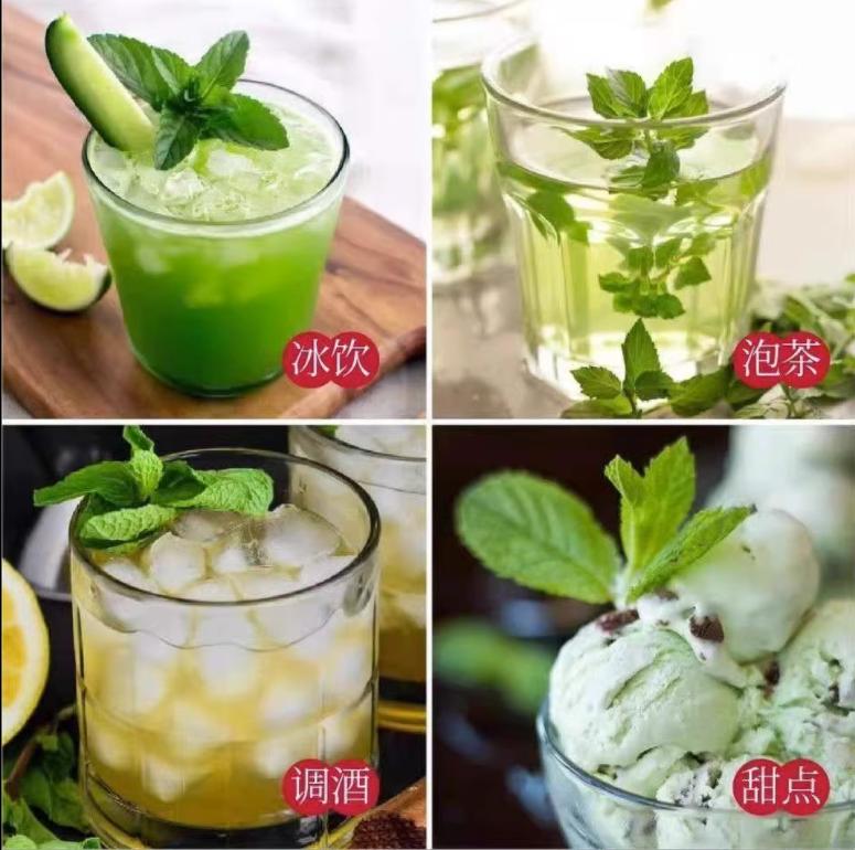 薄荷盆栽怎么养护才能更旺盛,夏季盆栽推荐薄荷