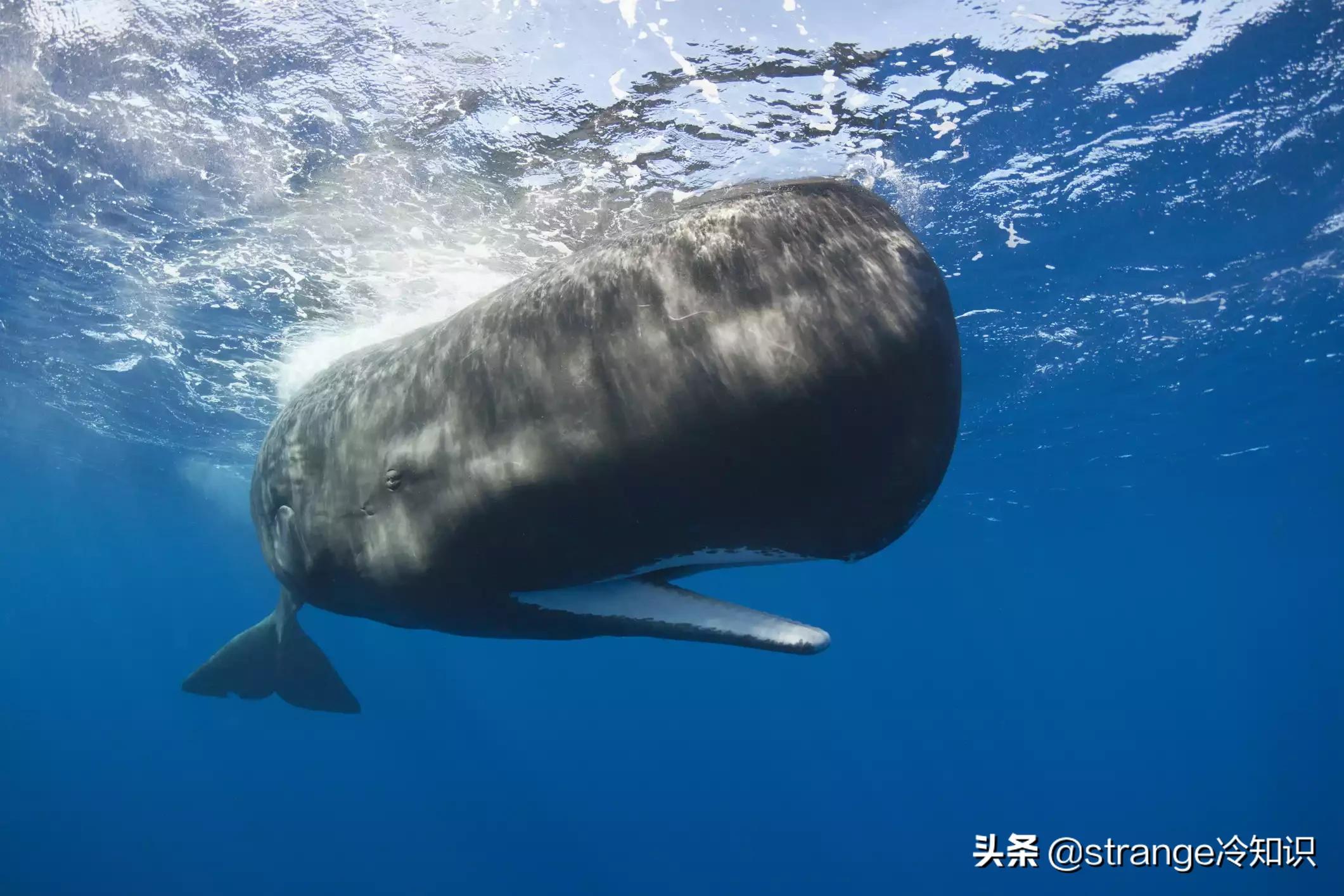 有关于鲸鱼的冷知识,关于鲸鱼的十个小知识