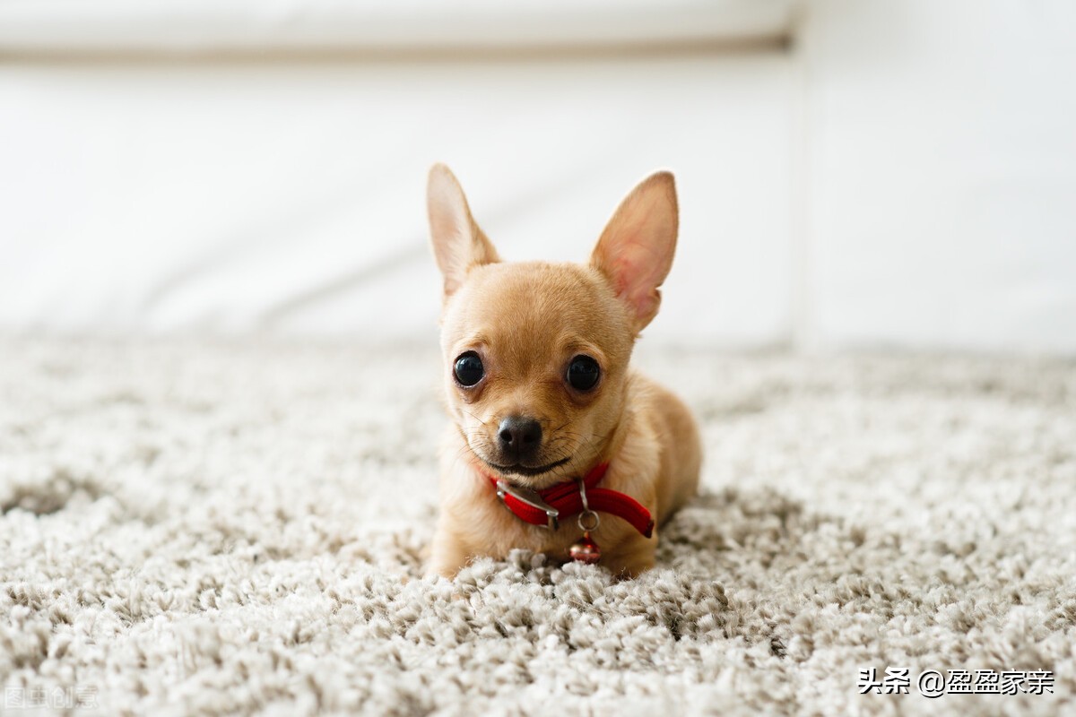 鄢陵县地毯保养,地毯的保养方法