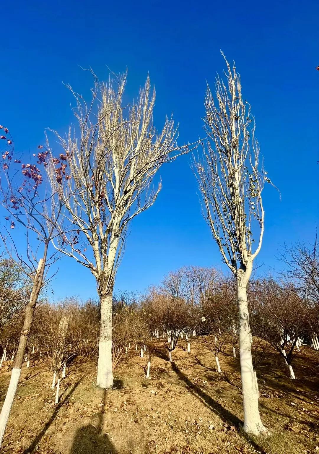 疫情下的天津,疫情下的天津河西
