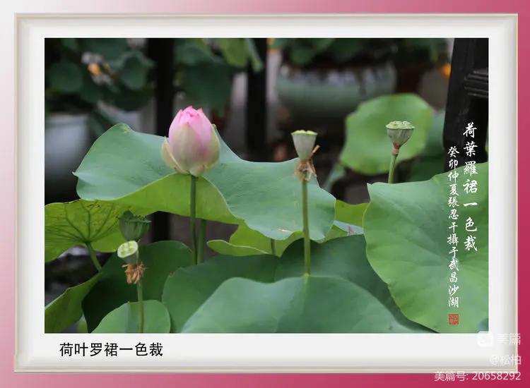 诗图战友情（九十五）荷花别样红