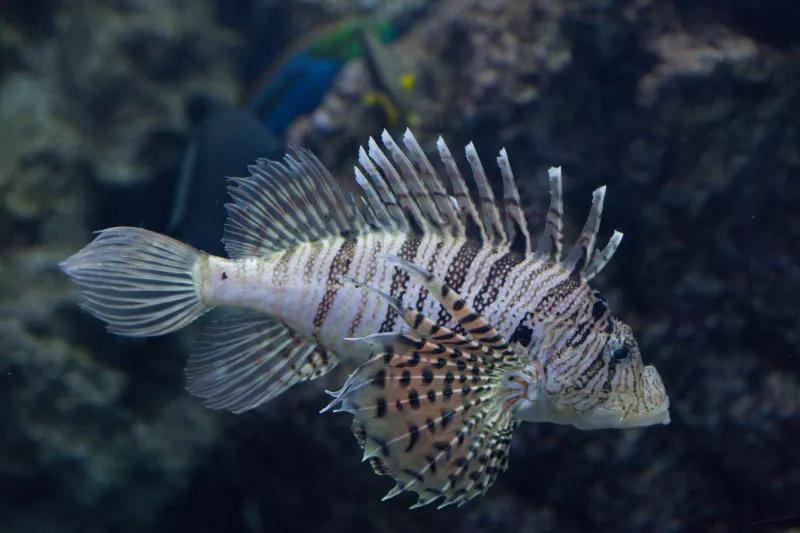 最好养的观赏鱼冷水鱼有哪些中型,冷水鱼有哪些观赏鱼比较好看