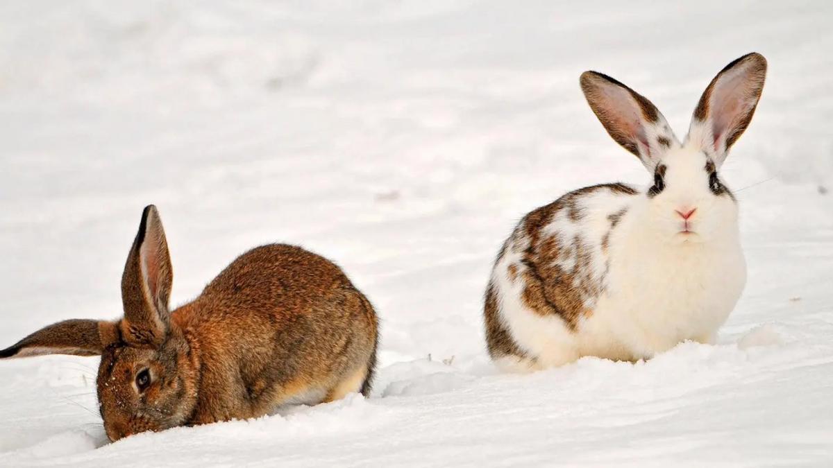 兔子适合养殖吗,兔子适合当作宠物养吗