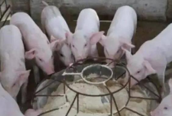 断奶仔猪拉稀怎么治最有效,仔猪断奶预防拉稀的好方法