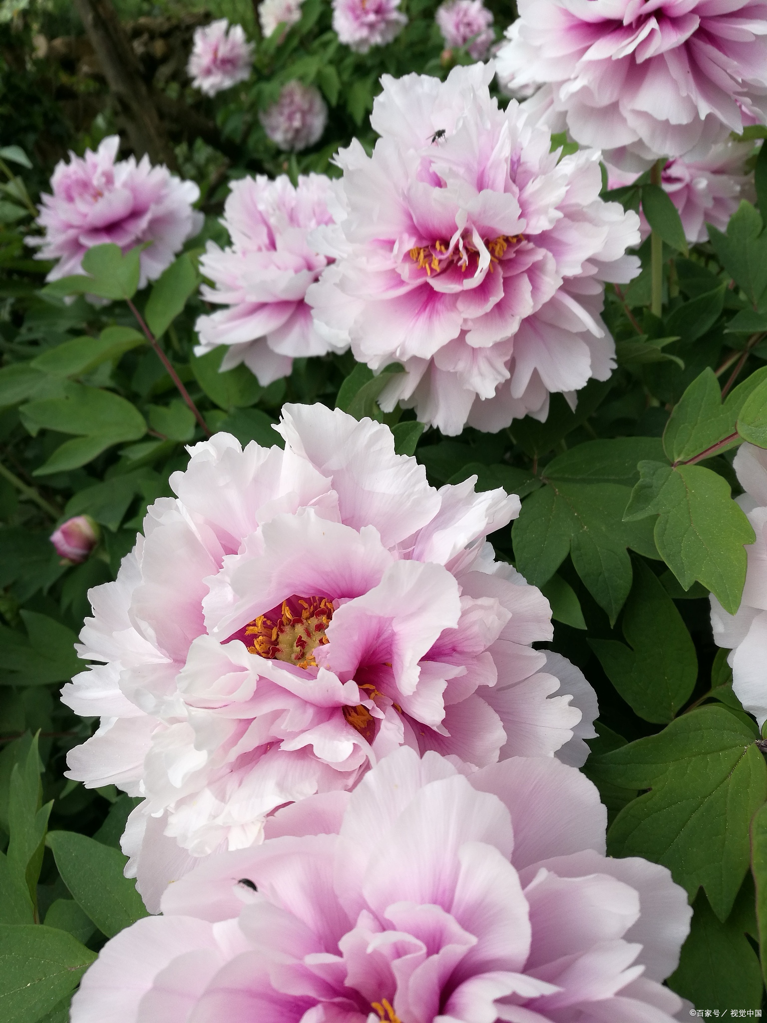 唯有牡丹真国色，花开时节动京城——牡丹，自是花中第一流