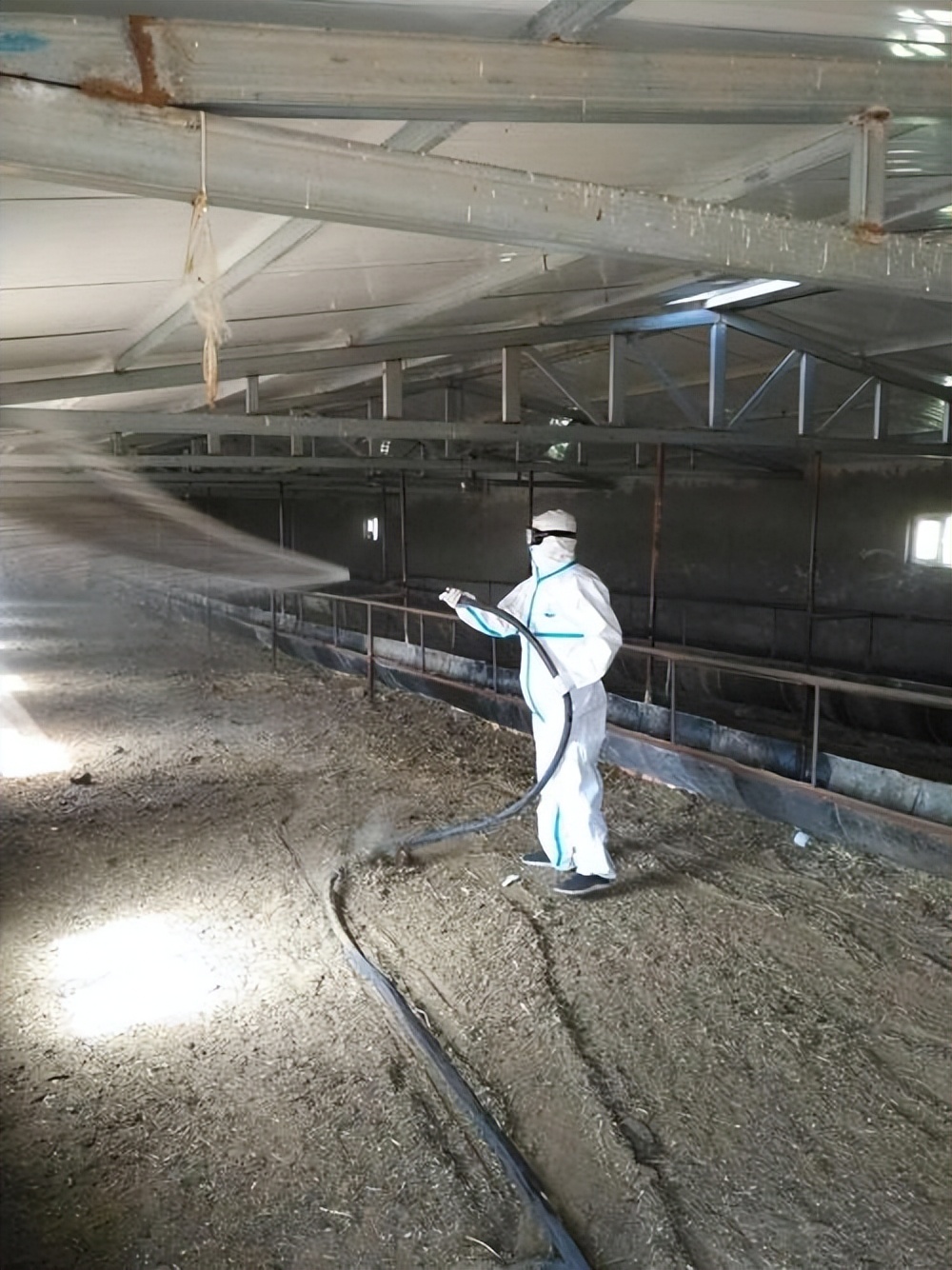 肉牛养殖技术西门塔尔牛养殖视频,生牛养殖和肉牛养殖的区别