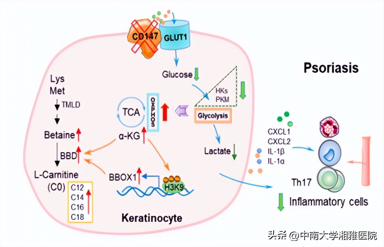 皮肤病最权威的治疗指南,皮肤病治疗综述