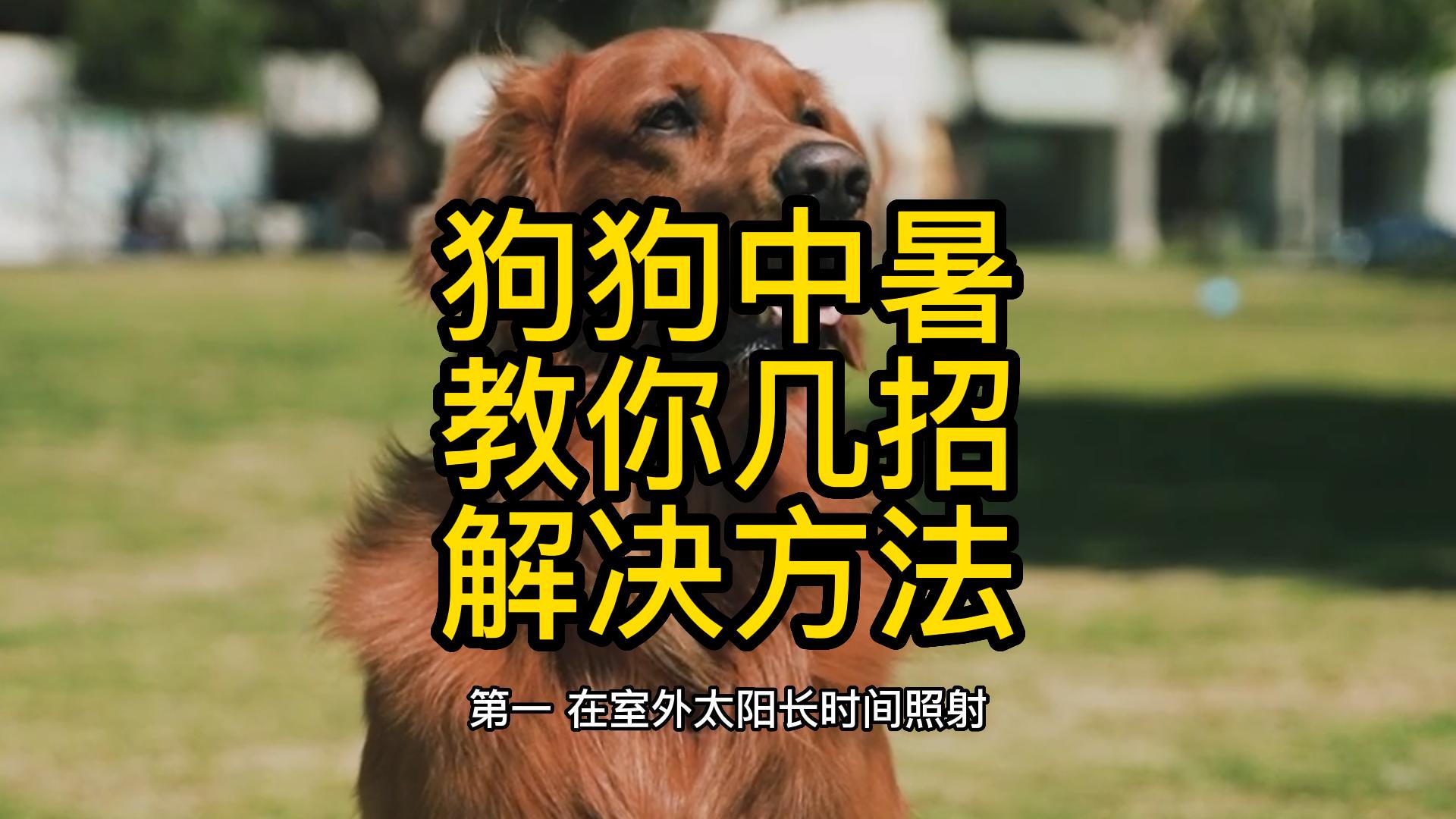 狗狗中暑了怎么办最快解决方法,三十度狗狗在阴凉处会中暑吗