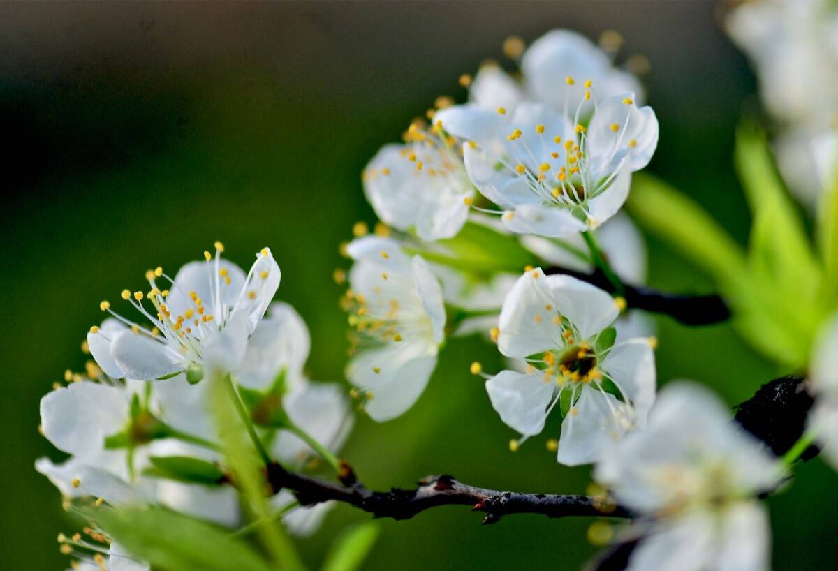 唯美春天的古诗词大全,描述春天的万种风情古诗十首