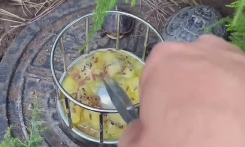 黄缘龟怎么培养,黄缘龟和黄缘闭壳龟有什么区别