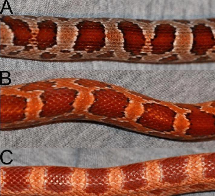 国外惊现巨型蝾螈,巨型暴蝾螈