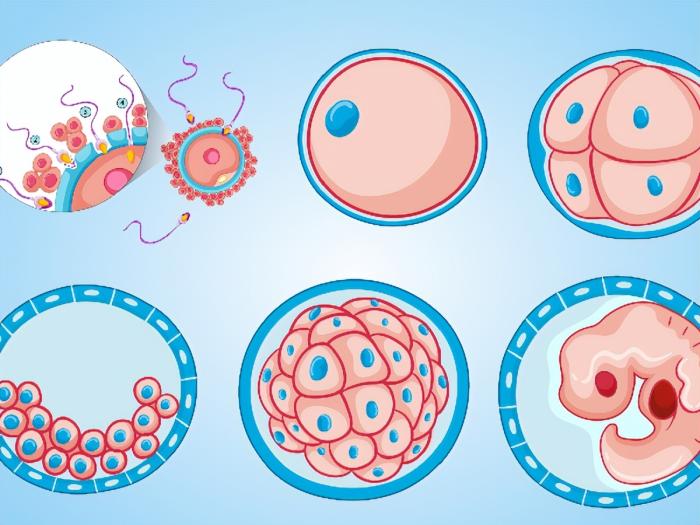 精卵相遇形成受孕卵要多久,精卵结合形成孕囊需要多久