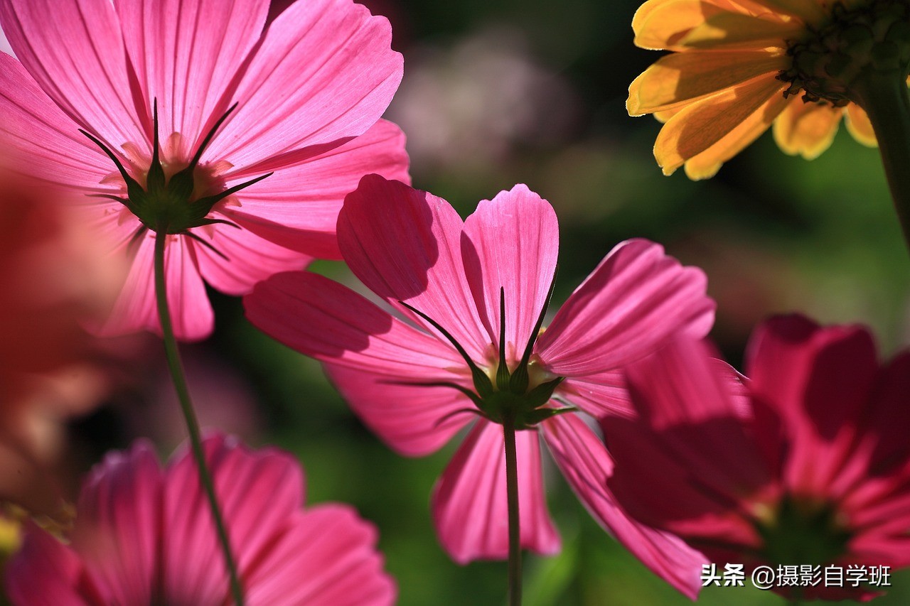 用手机拍微距如何设置参数,苹果手机怎么拍微距清晰