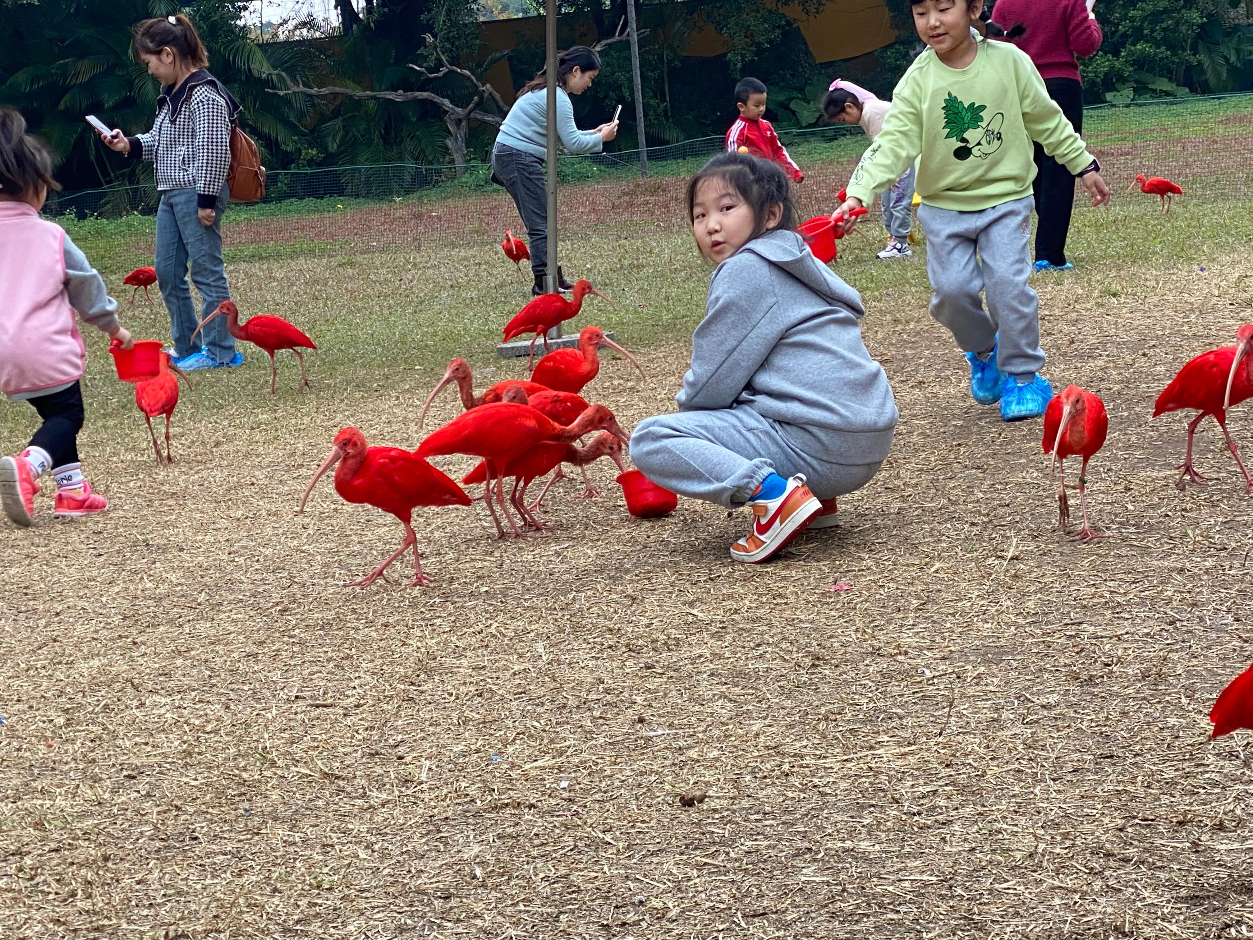 广州长隆度假区游玩攻略预算,广州长隆度假区最全游玩攻略