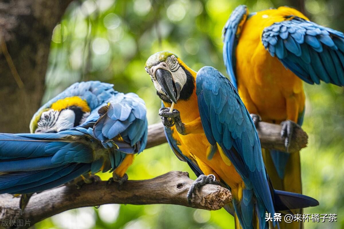 长鹿和长隆动物园哪个更适合幼儿,顺德长鹿与广州长隆动物园