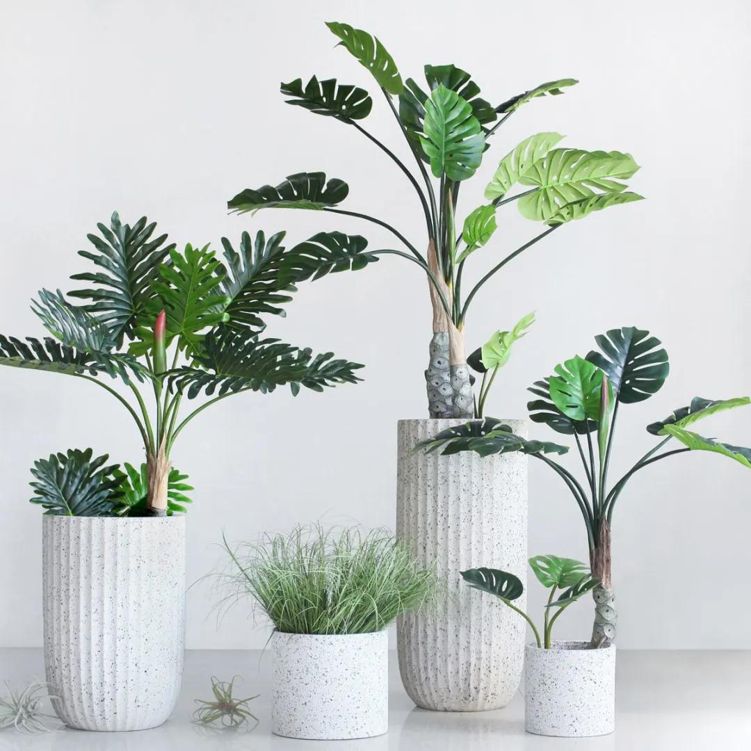 家居绿植可不能随便摆~