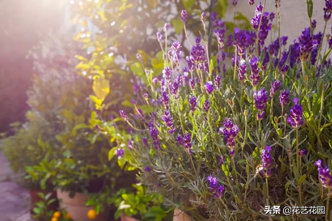 什么花有驱蚊效果适合家里养,驱蚊虫的花适合在室内养的