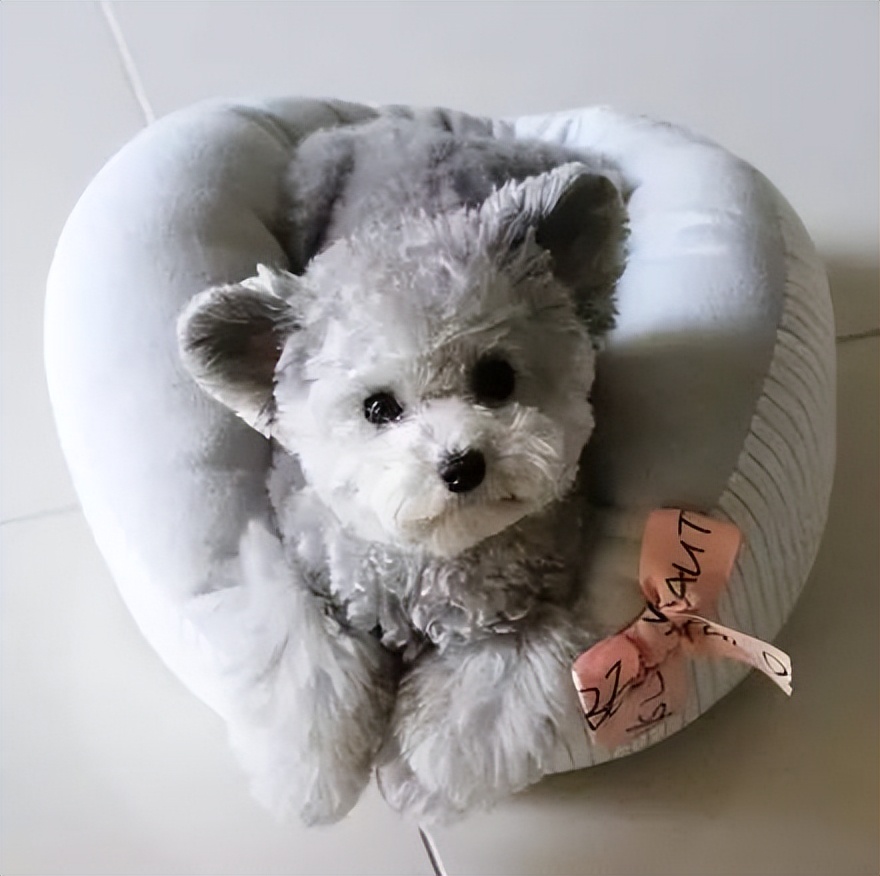 贵宾犬毛发黄是怎么了,如何改善贵宾犬毛发