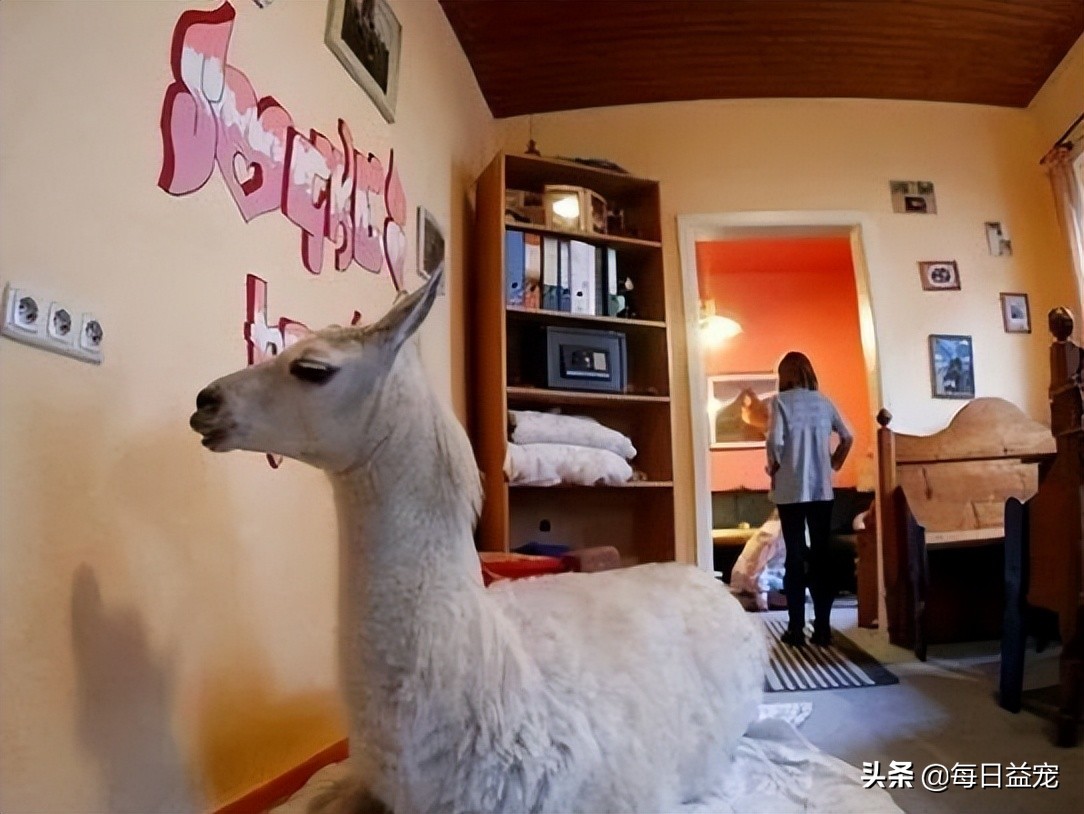 世界十大最奇葩的宠物,世界上最奇异的小宠物