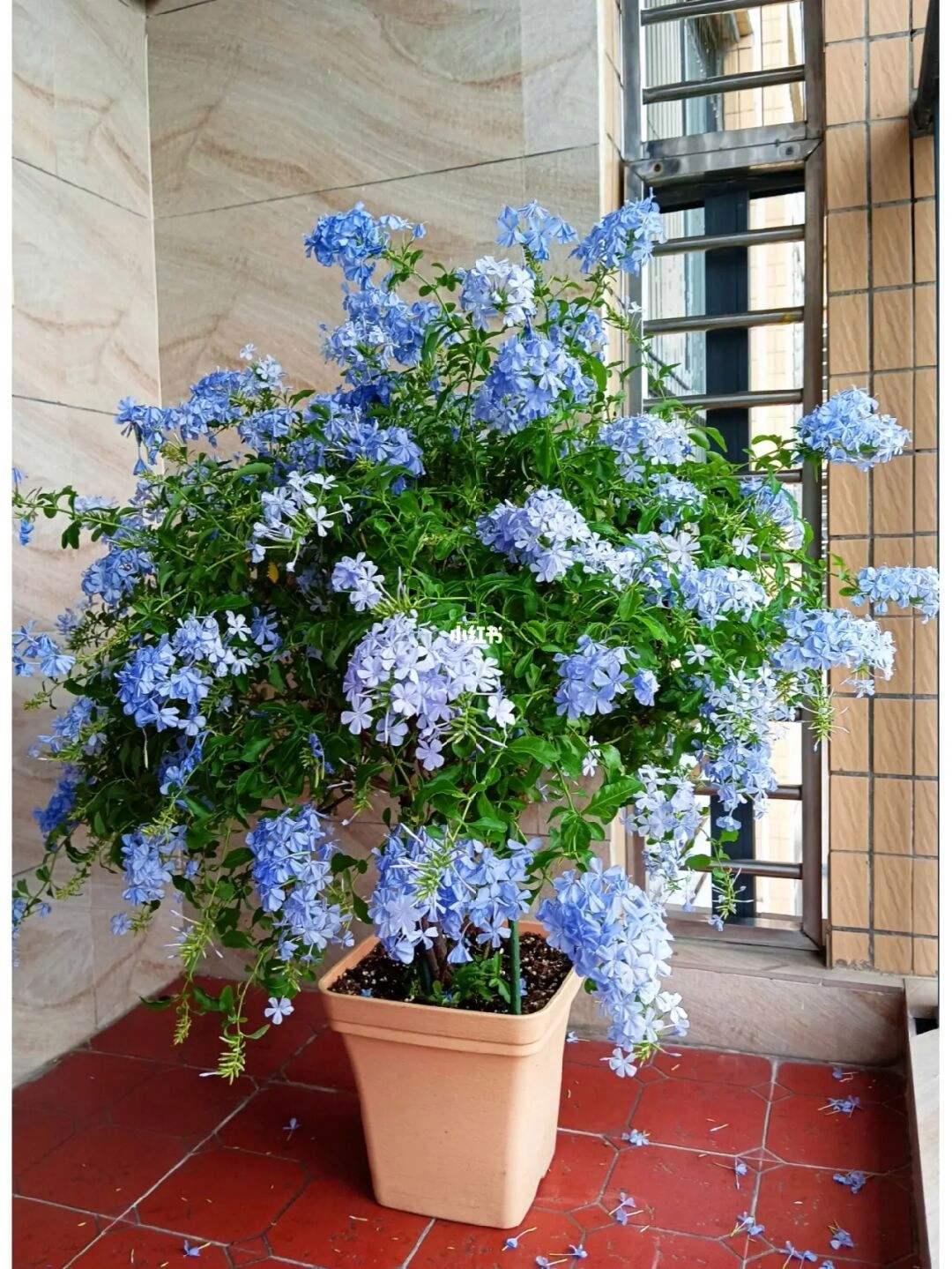 养花什么花是喜酸的,喜酸的花怎么养